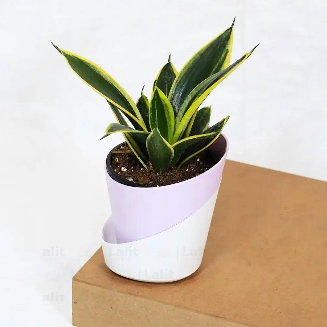 Buy Golden Hahnii Sansevieria "Golden Snake" - Plant Online at Lalitenterprise