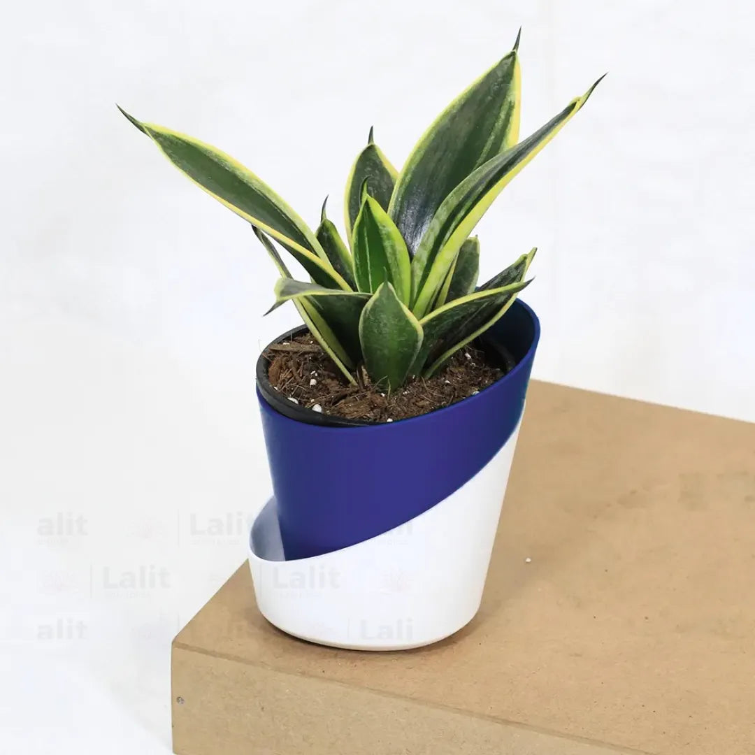 Buy Golden Hahnii Sansevieria "Golden Snake" - Plant Online at Lalitenterprise