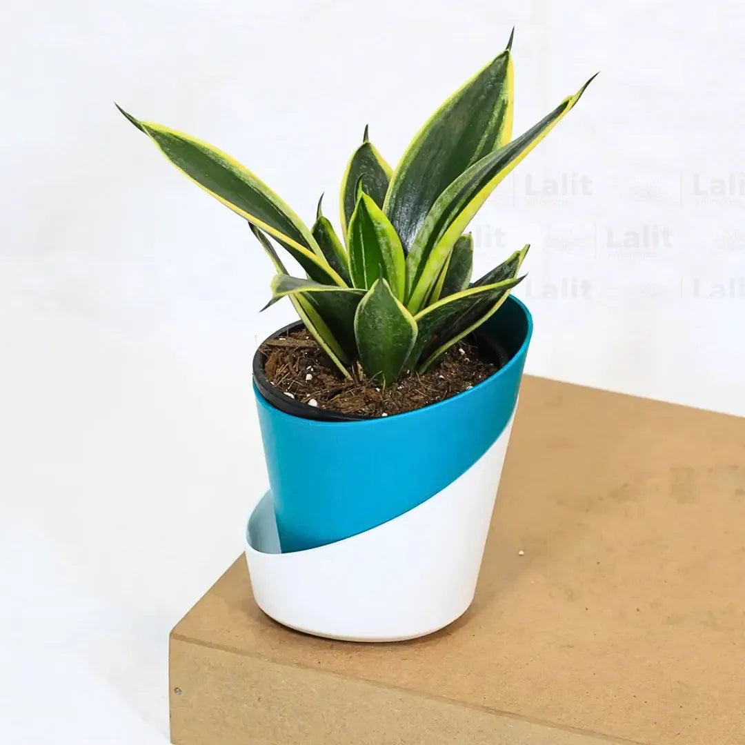 Buy Golden Hahnii Sansevieria "Golden Snake" - Plant Online at Lalitenterprise