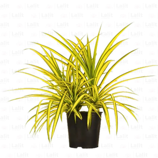 Buy Pandanus Golden (Pandanus Baptistii) - Plant Online at Lalitenterprise