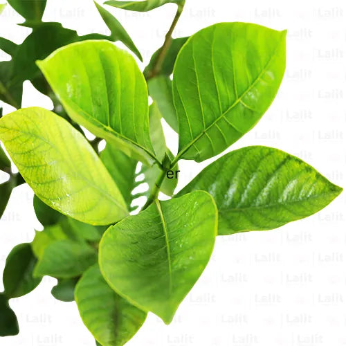 Buy White Gardenia - Plant Online at Lalitenterprise