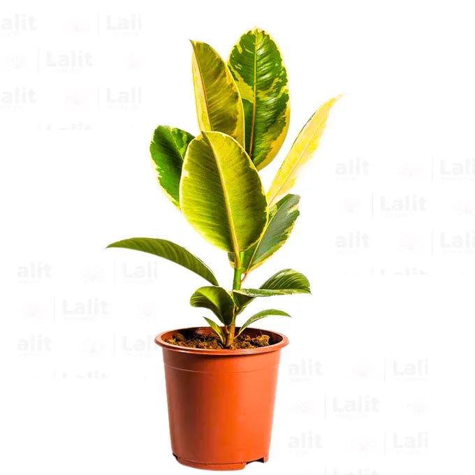 Buy Variegated Rubber Plant Online at Lalitenterprise