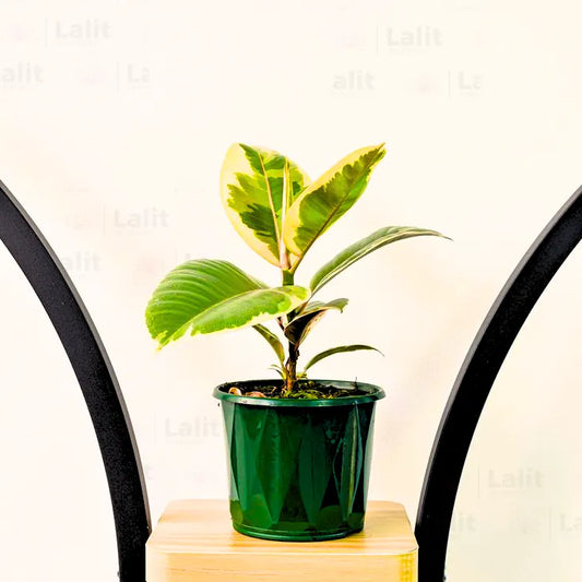 Buy Ficus Elastica 'Tineke' (Variegated Rubber Plant) Online at Lalitenterprise