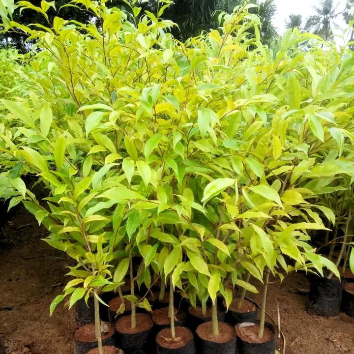 Buy Agarwood (Aquilaria Malaccensis) - Plant Online at Lalitenterprise