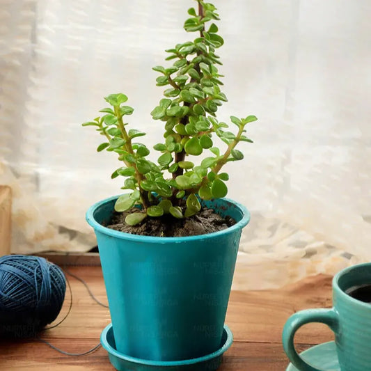 Buy Jade Green Plant (Miniature Crassula Ovata) - Plant Online at Lalitenterprise