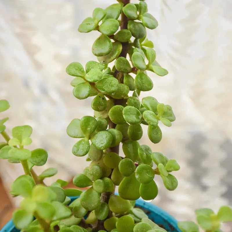 Buy Miniature Crassula Ovata - Plant Online at Lalitenterprise