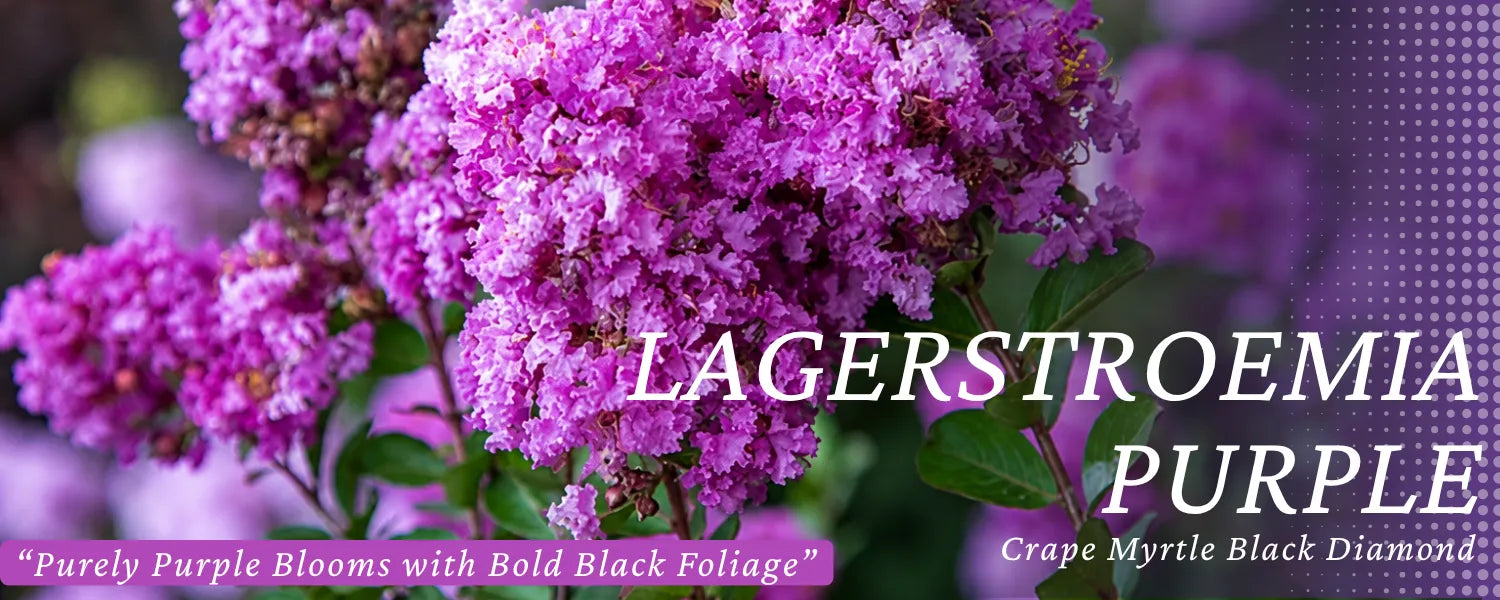 lagerstremia purple diamond