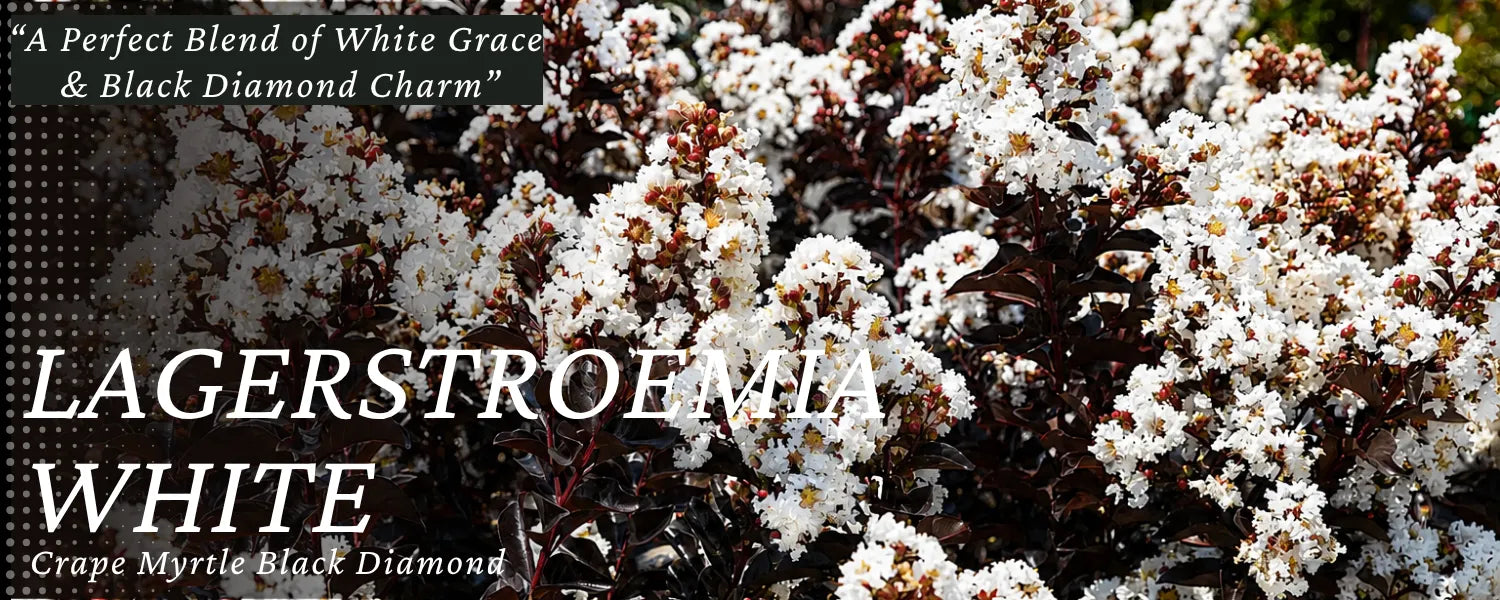 lagerstremia black diamond white