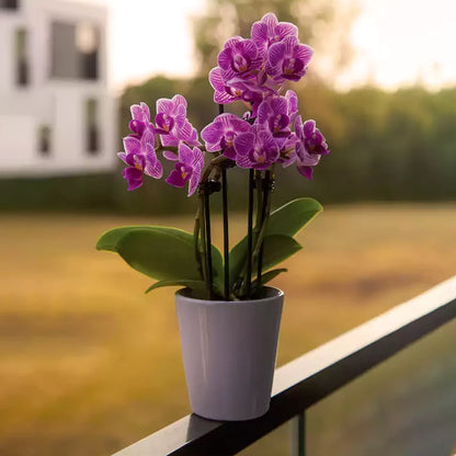 Buy Moth Orchid (Phalaenopsis) - Plant Online at Lalitenterprise