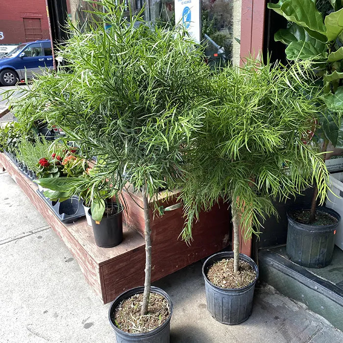 Buy Podocarpus macrophyllus (Yew Plum Pine) online at Lalitenterprise
