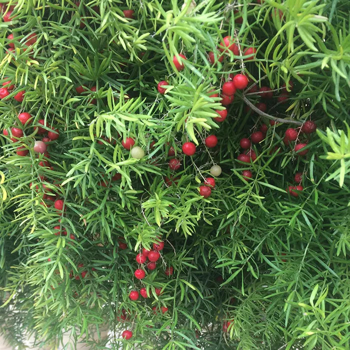 Buy Podocarpus macrophyllus (Yew Plum Pine) online at Lalitenterprise