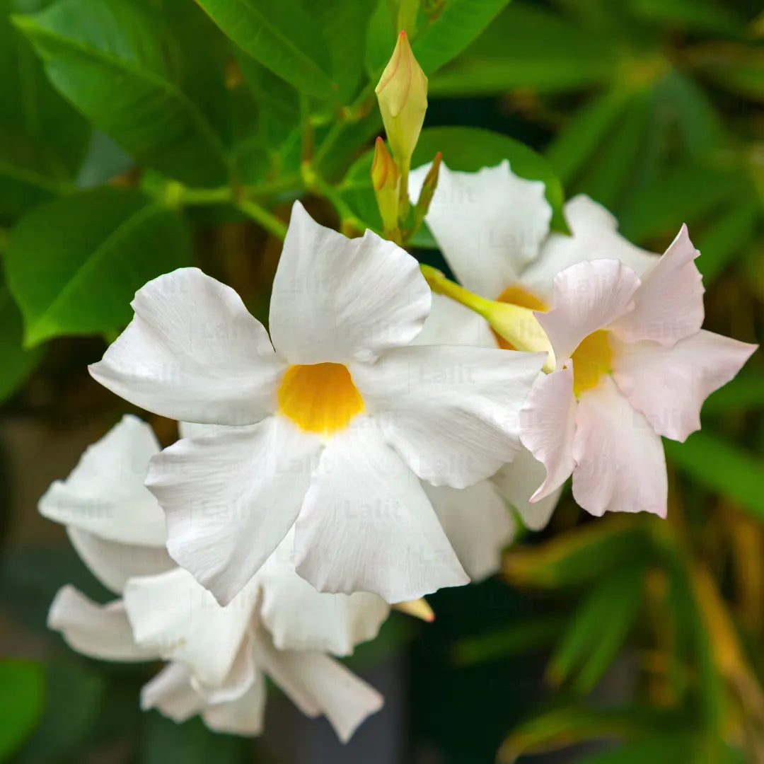 Buy Mandevilla (Rocktrumpet) "White color" - Plant Online at Lalitenterprise