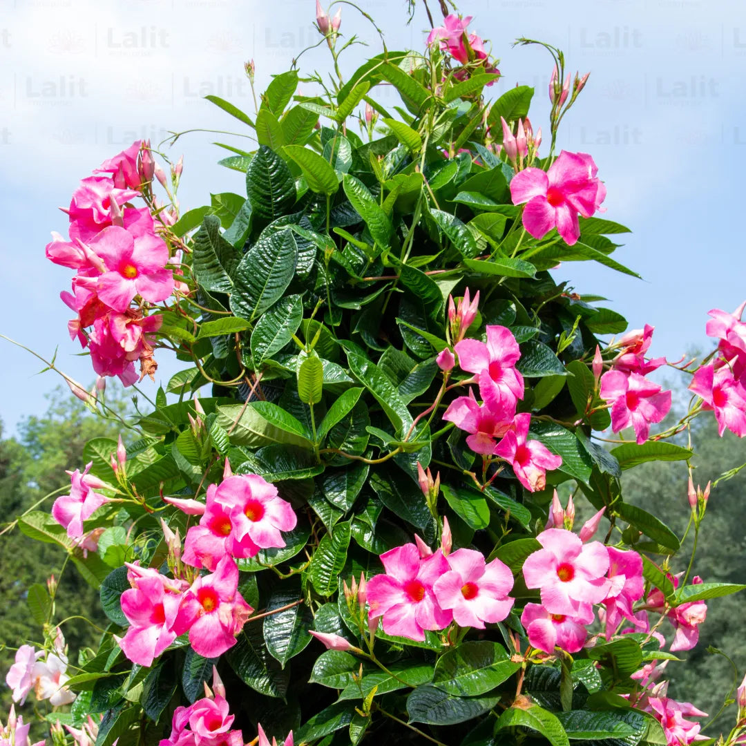 Buy Mandevilla (Rocktrumpet) "Pink color" - Plant Online at Lalitenterprise