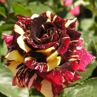 Buy Abracadabra Rose "Hocus Pocus Rose" - Plant Online at Lalitenterprise