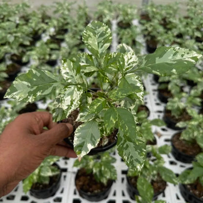 Buy China Doll Variegated (Radermachera Sinica) - Plant Online at Lalitenterprise