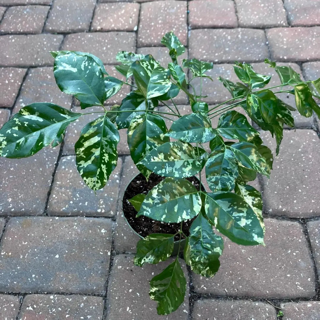 Buy China Doll Variegated (Radermachera Sinica) - Plant Online at Lalitenterprise