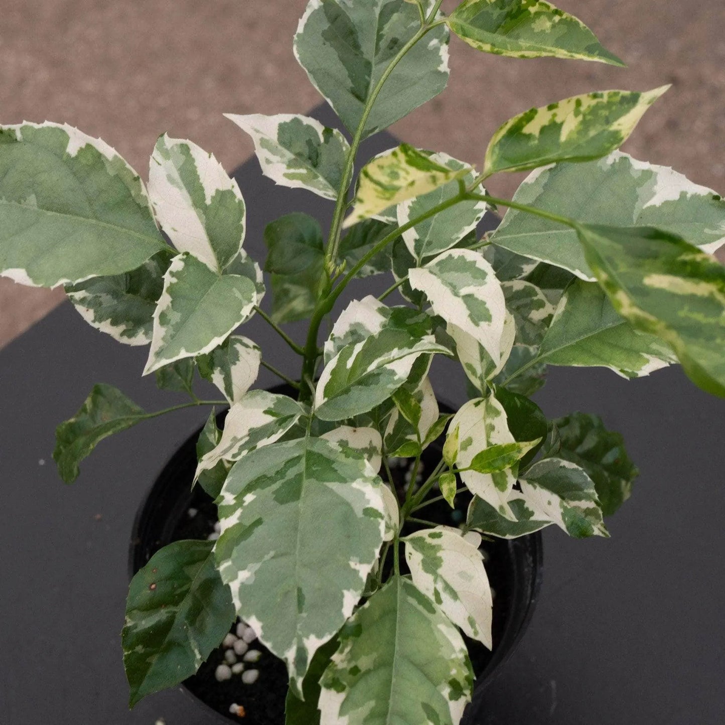Buy China Doll Variegated (Radermachera Sinica) - Plant Online at Lalitenterprise