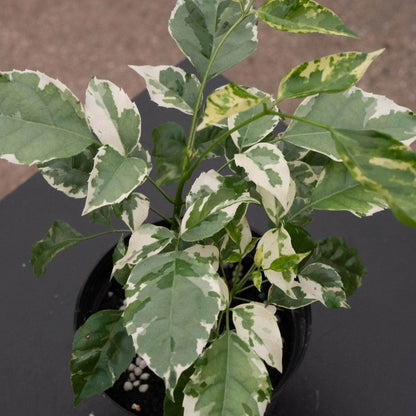 Buy China Doll Variegated (Radermachera Sinica) - Plant Online at Lalitenterprise