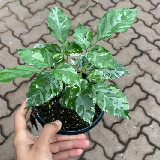 Buy China Doll Variegated (Radermachera Sinica) - Plant Online at Lalitenterprise
