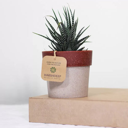 Zebra Haworthia " Window plant" (Haworthia Fasciata) - Plant