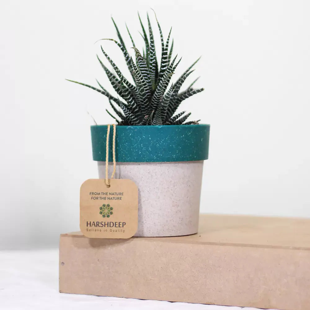 Zebra Haworthia " Window plant" (Haworthia Fasciata) - Plant