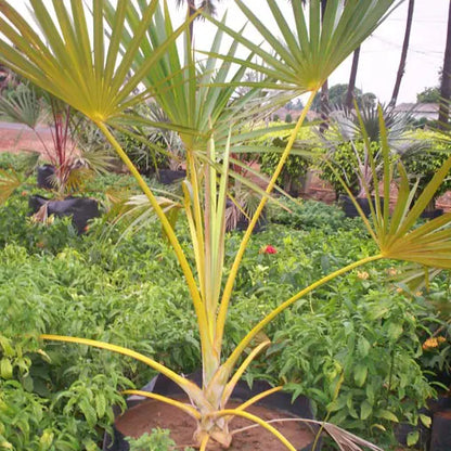 Latania Verschaffeltii " Yellow " - Plant