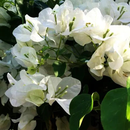 Buy Bougainvillea Plant (white) Online at Lalitenterprise