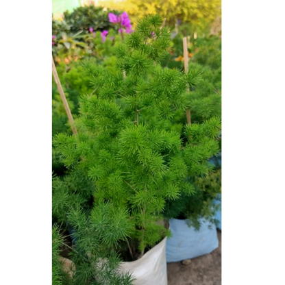 Pack of 4 Best Asparagus Fern Plants – Lalit Enterprise