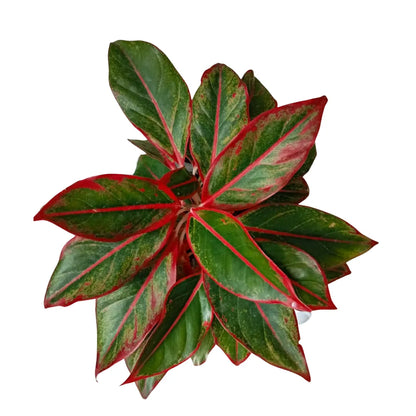 Buy Red Aglaonema Lipstick Plant - Lalitenterprise