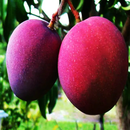 Buy Black Mango Plant - Lalit Enterprise