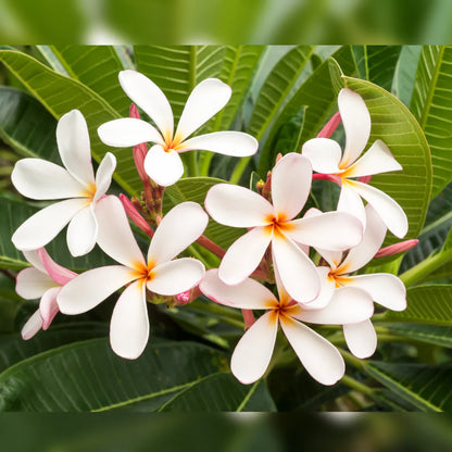 Dwarf Singapore Champa "Plumeria" - Plant (Pink and White Color)