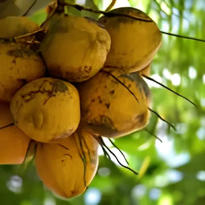 Buy Coconut Tree - Lalit Enterprise