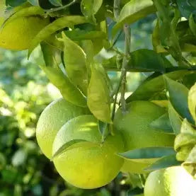 Buy Sweet Lime Plant - Lalit Enterprise