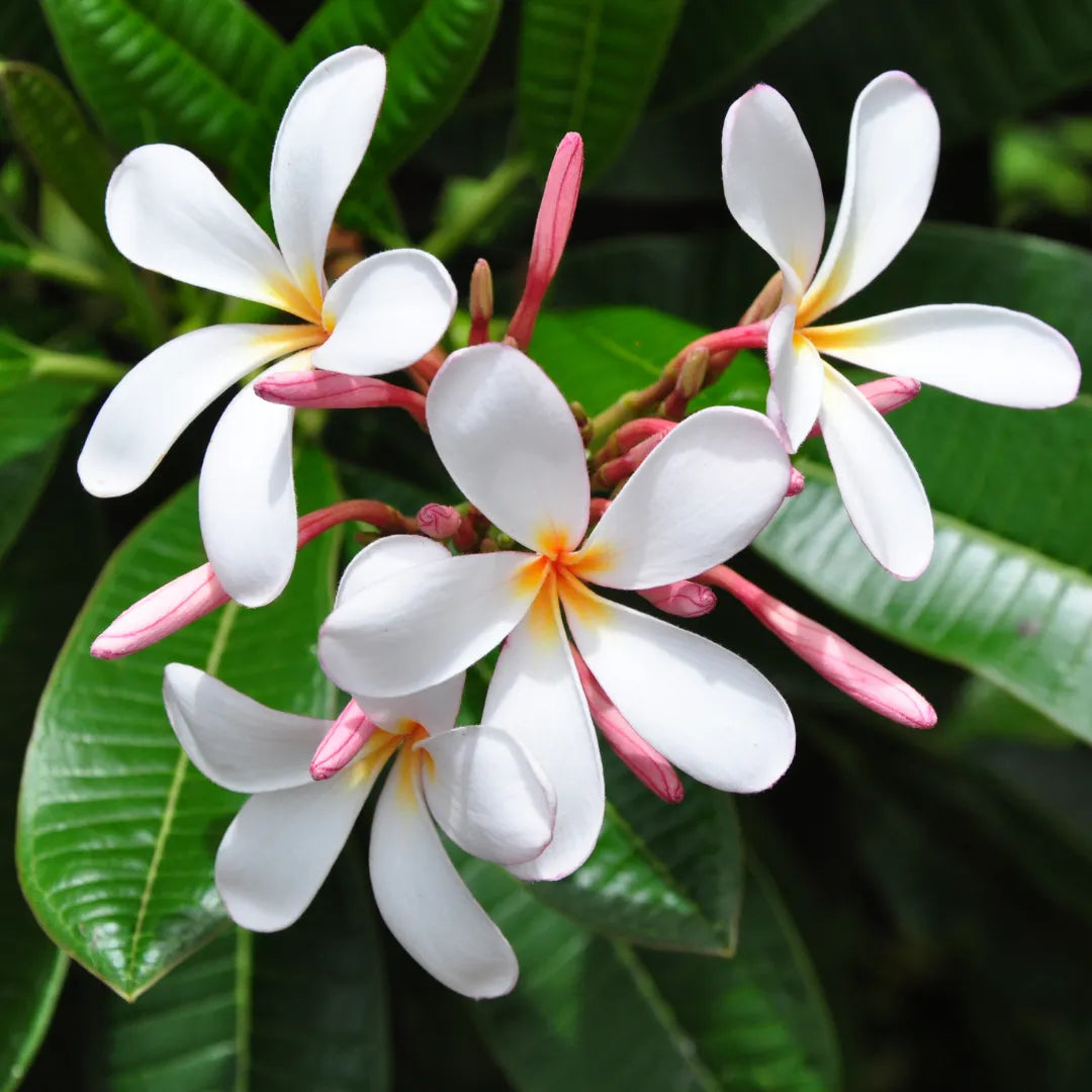 Buy Dwarf Singapore Champa "Plumeria" - Plant Online at Lalitenterprise