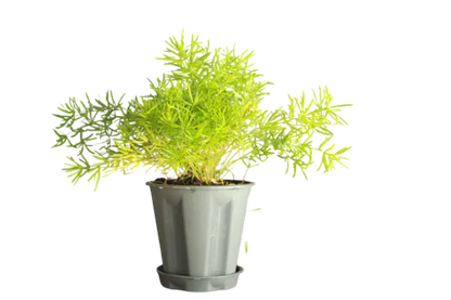 Pack of 4 Best Asparagus Fern Plants
