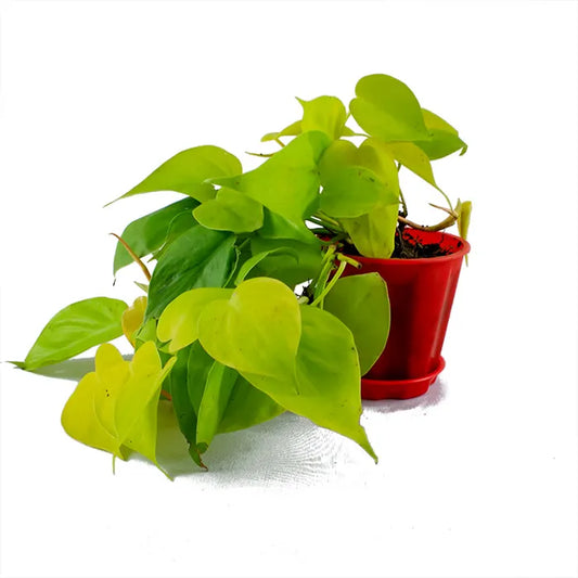 Buy Heartleaf Philodendron Plant - Lalit Enterprise