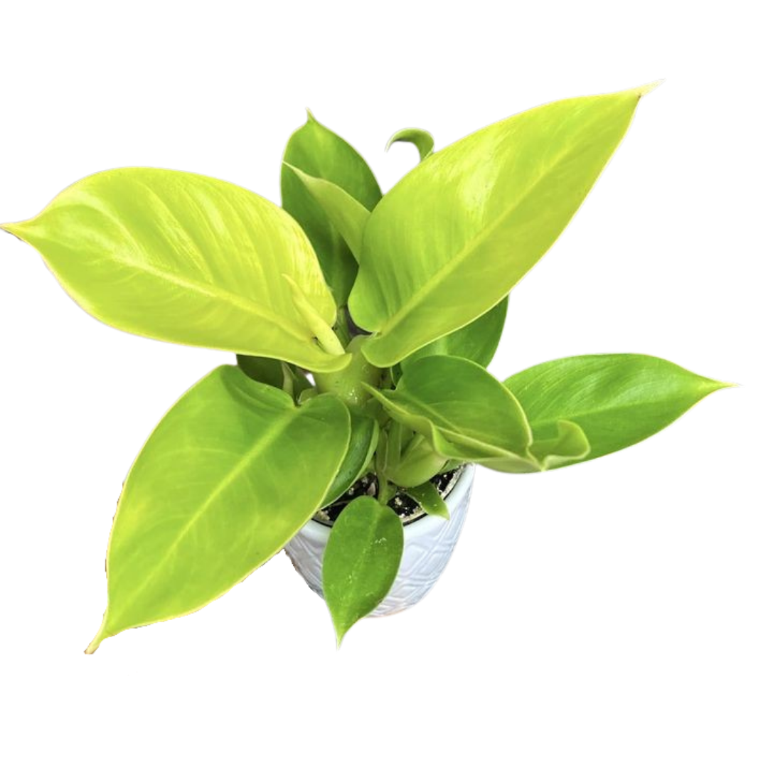 Philodendron Moonshine Plant | Foliage Plant – Lalit Enterprise