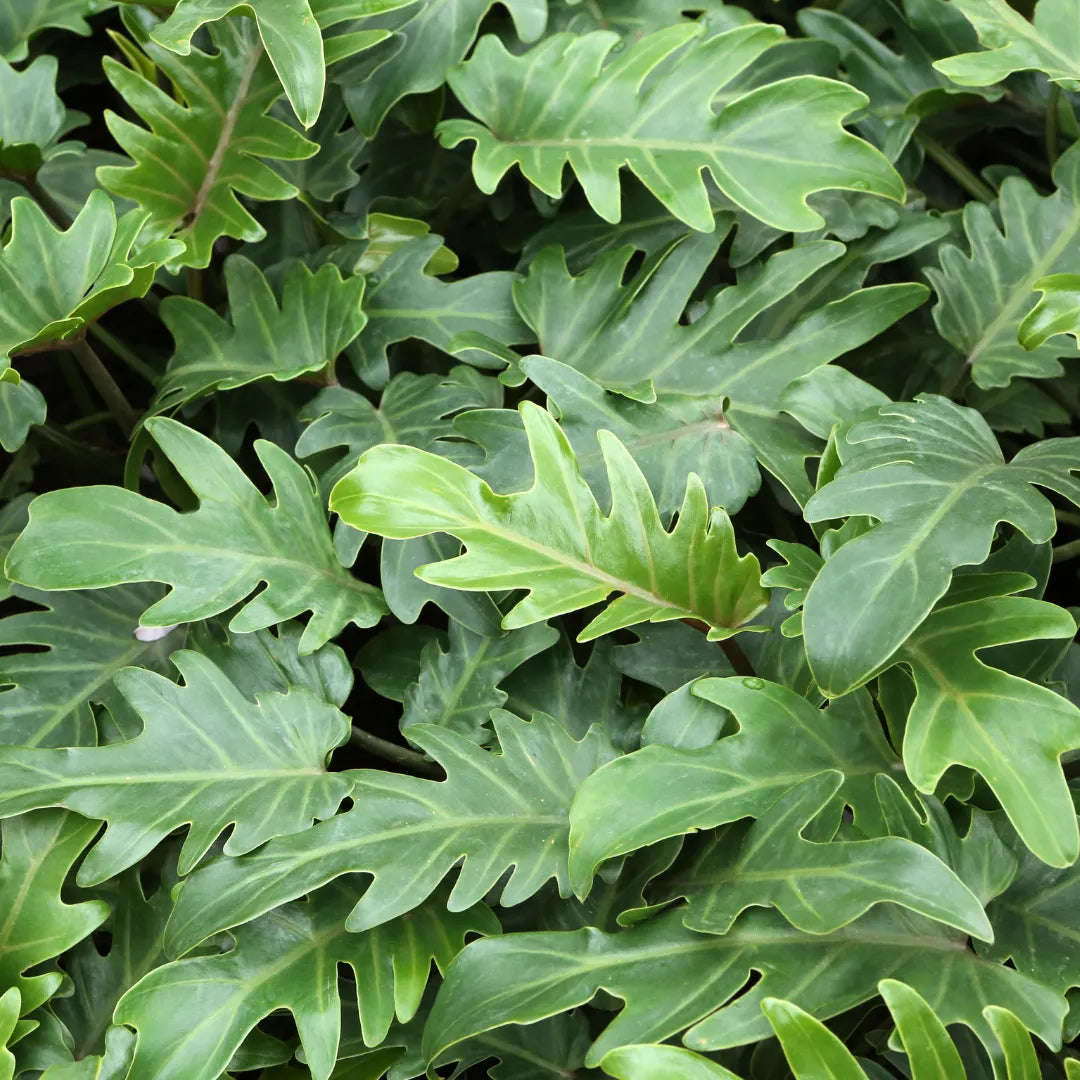 Thaumatophyllum Xanadu Plant - Lalit Enterprise