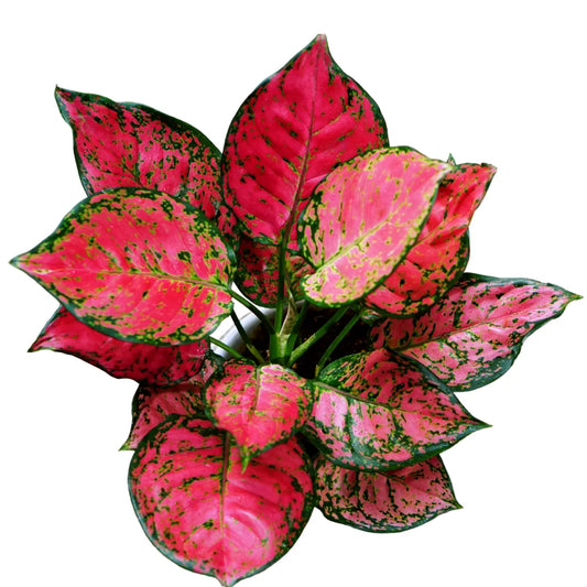 Buy Chinese evergreen pink Plant - Lalitenterprise