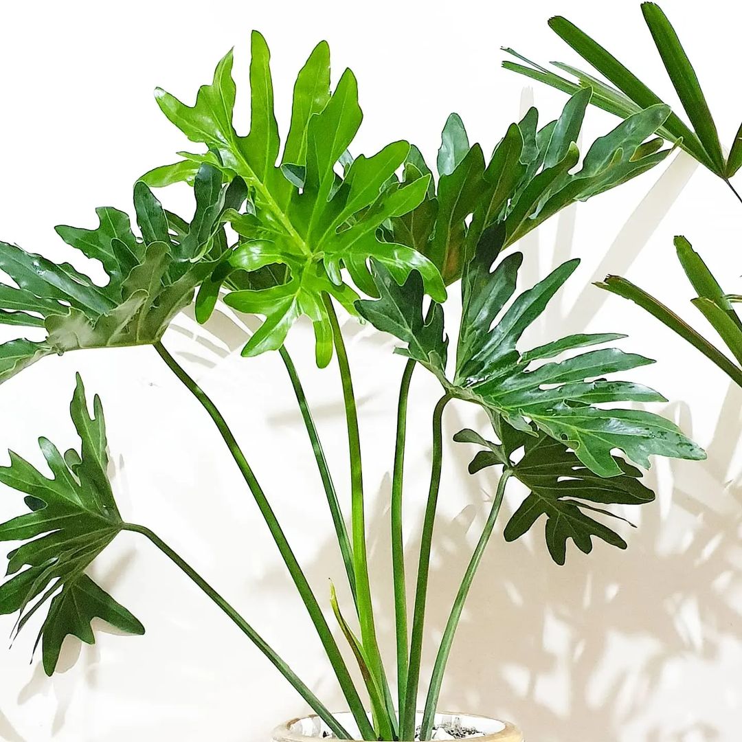 Buy Philodendron Selloum - Lalit Enterprise