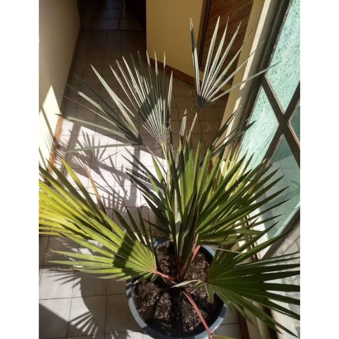 Buy Bismarck Palm Tree - Lalit Enterprise
