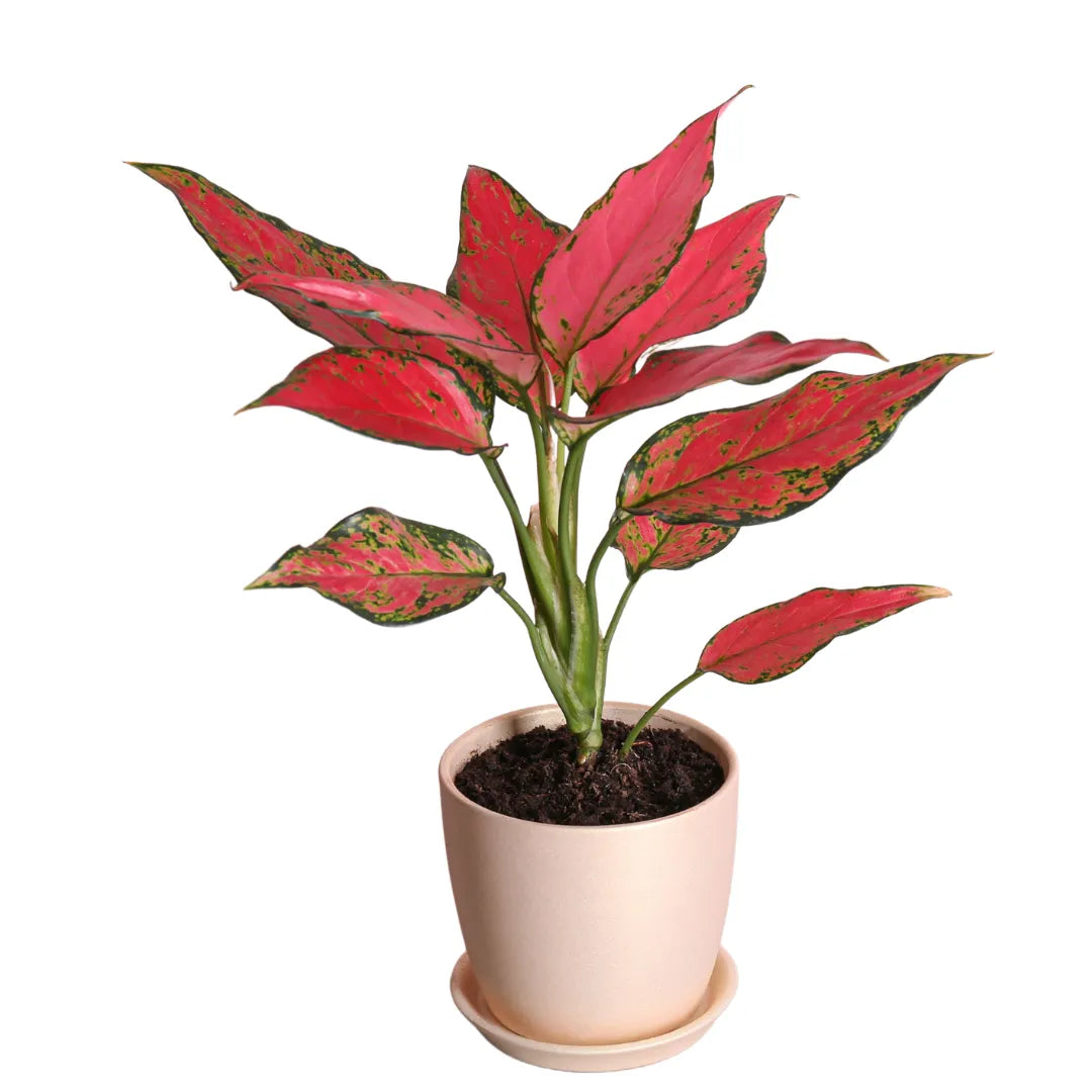 Buy Aglaonema Pink Beauty Plant - Lalitenterprise