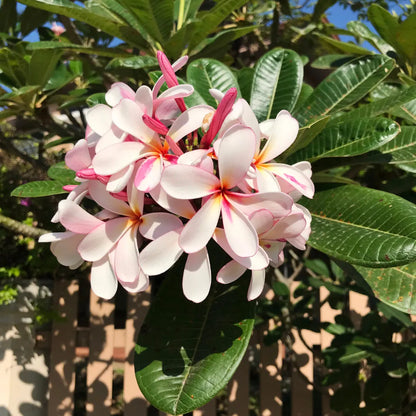 Buy Dwarf  "Plumeria" Pink - Plant Online at Lalitenterprise