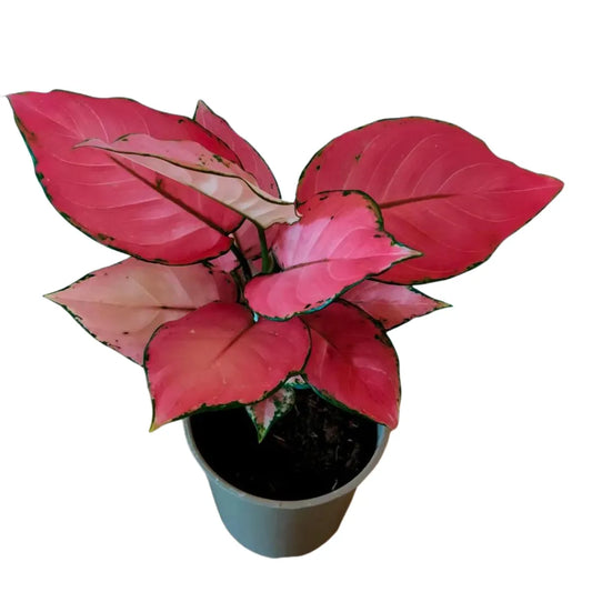Buy Aglaonema Pink “Anjamani” Plant - Lalitenterprise