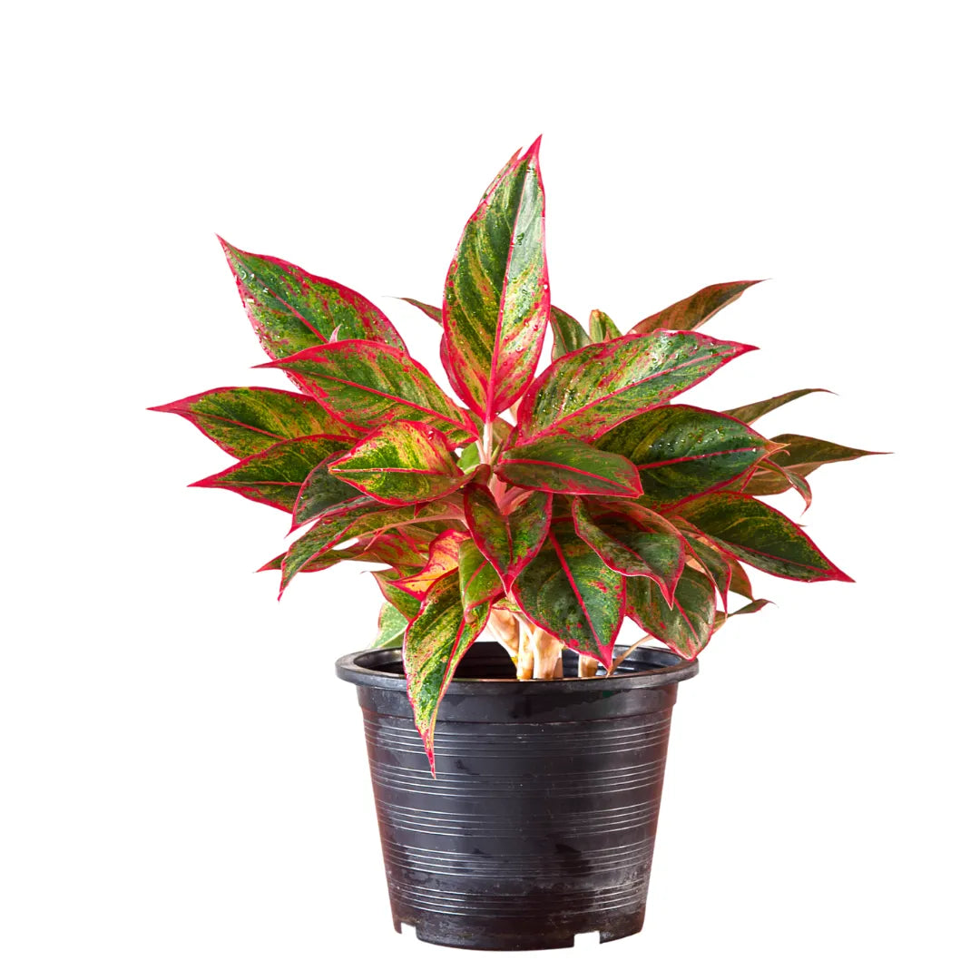 Buy Red Aglaonema Plant - Lalitenterprise