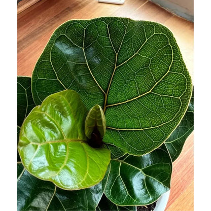 Buy Fiddle Leaf Fig Plant - Lalitenterprise