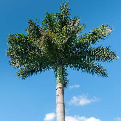 Shop Our Florida Royal Palm, Cuban Royal Palm