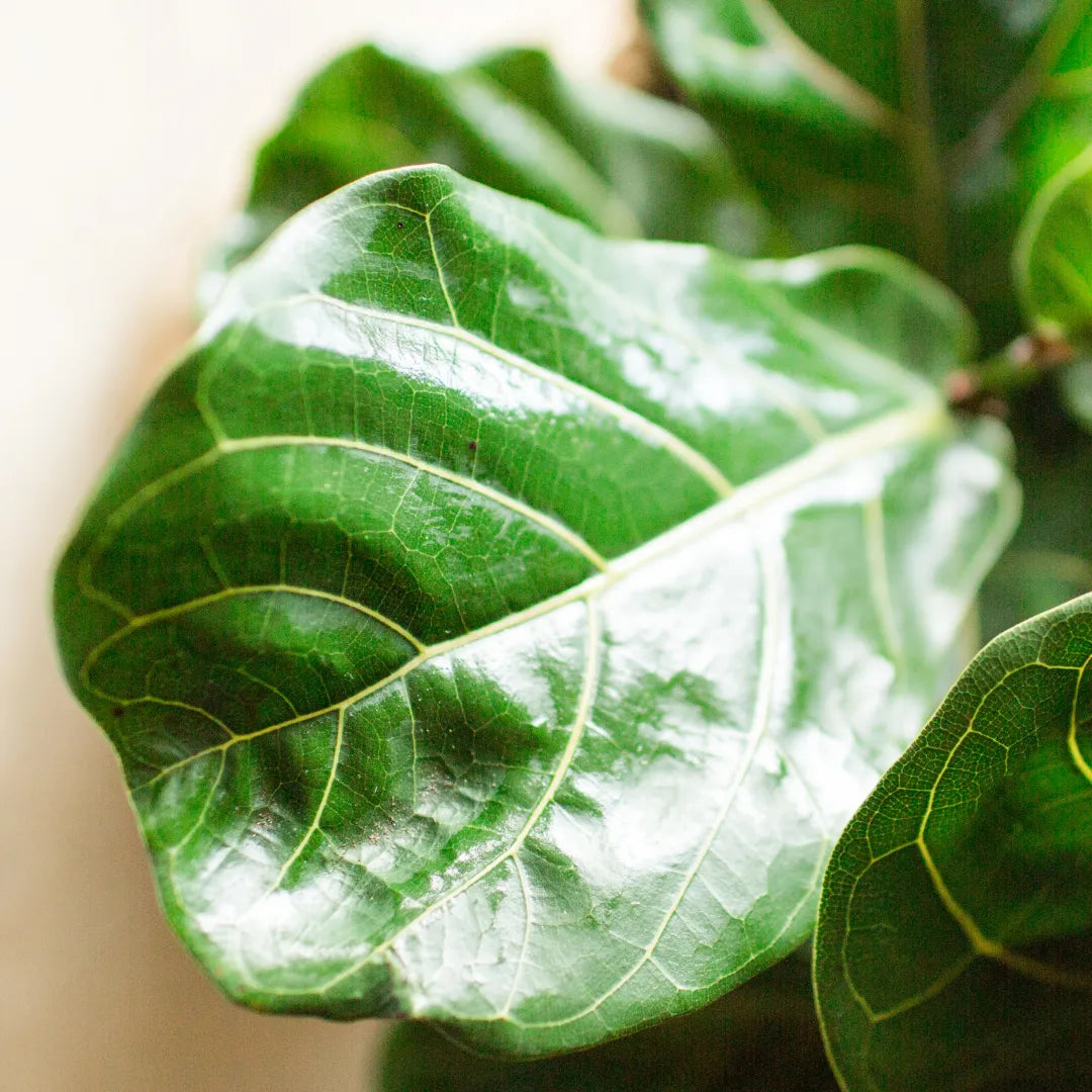 Buy Fiddle Leaf Fig (Ficus Lyrata) - Plant Online at Lalitenterprise