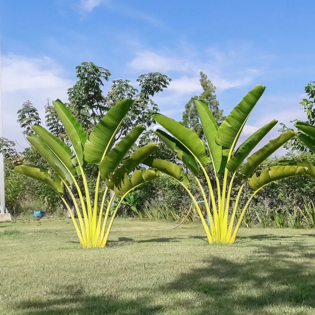 landscape Palm Plant - Lalitenterprise