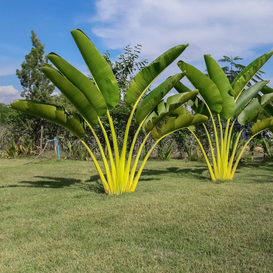 Buy Ravenala madagascariensis /Travellers Palm Plant - Lalitenterprise
